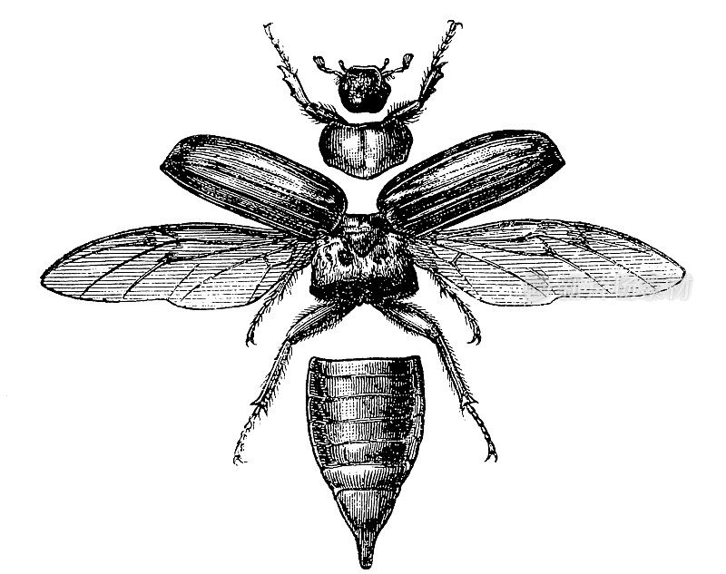 金龟子，May Bug, Mitchamador, Billy Witch或Spang Beetle (Melolontha)